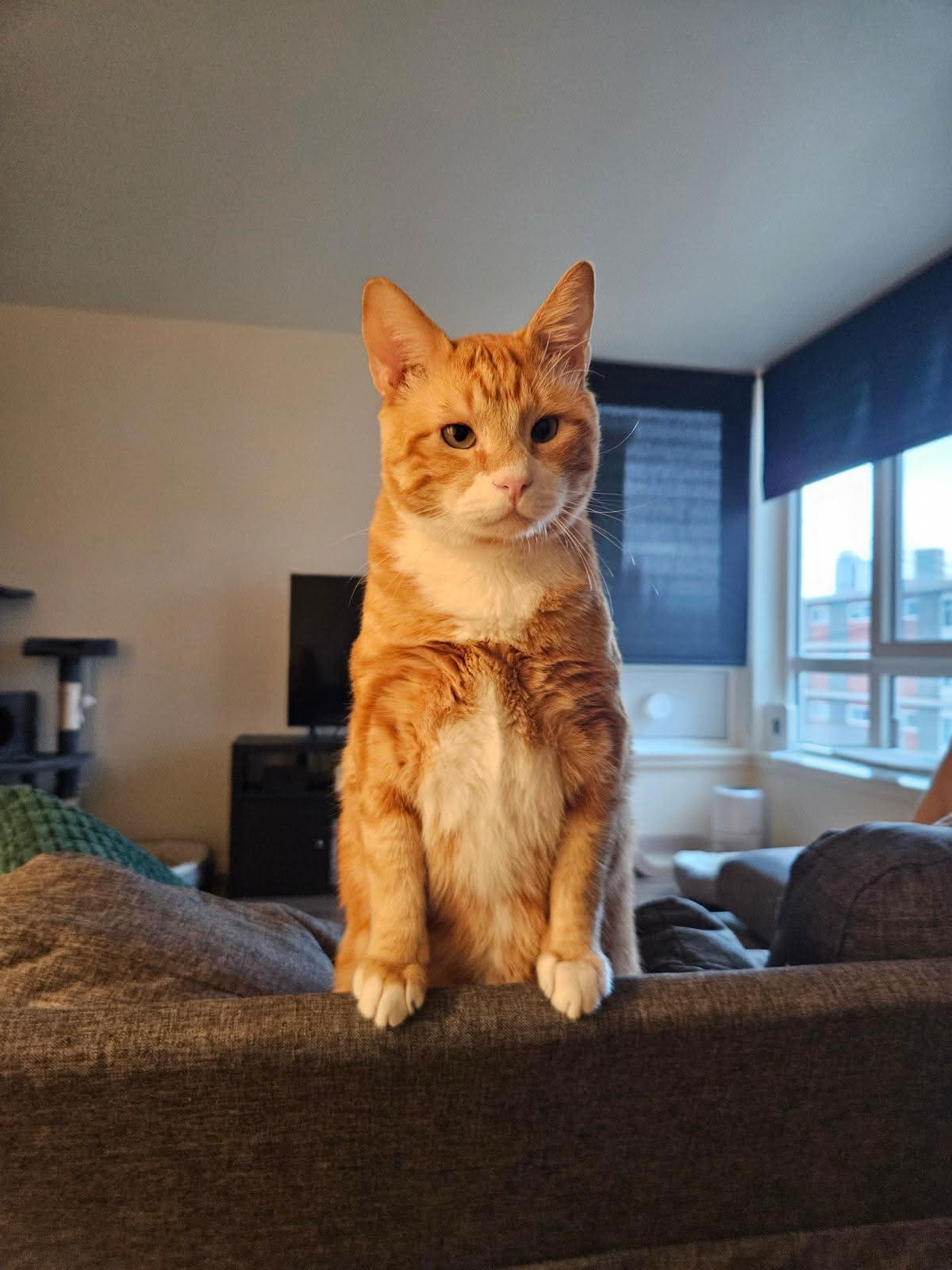 Cheese the cat